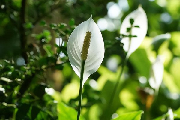 夏天室内适合养什么花最好