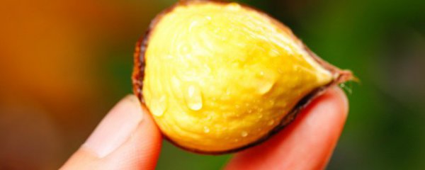 常温下新鲜板栗能保存的时间