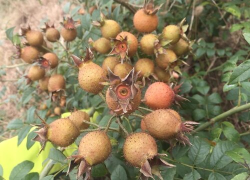 农村常见的几种刺树