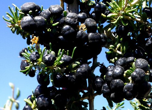 农村常见的几种刺树