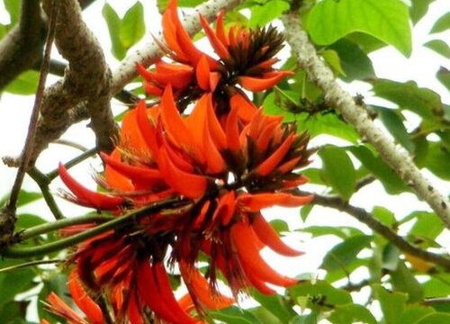 农村常见的几种刺树