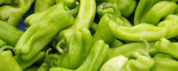 青椒在家怎么种植