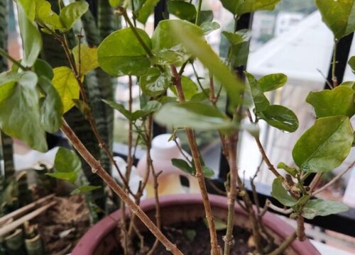 笔尖茉莉一年开几次花