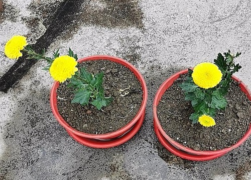 菊花什么时候播种合适