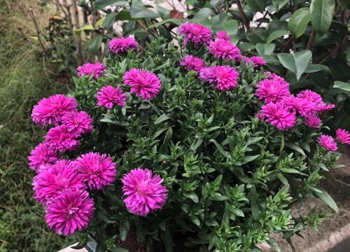 菊花什么时候播种合适