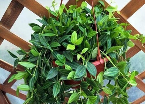 翡翠吊兰的养殖方法和注意事项