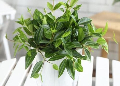 翡翠吊兰的养殖方法和注意事项