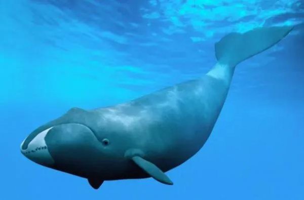 世界上最大的鲸是什么鲸