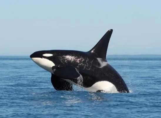 世界上最大的鲸是什么鲸