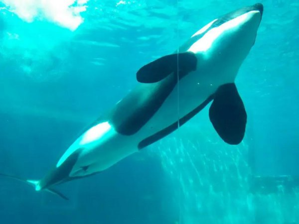 世界上最大的鲸是什么鲸