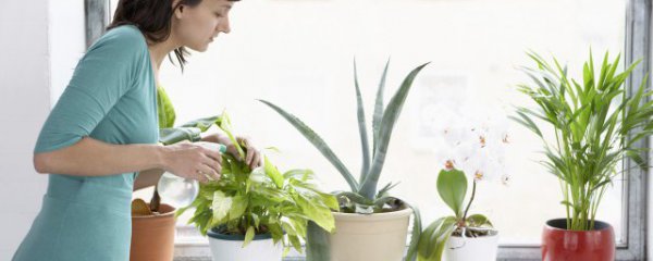 农村家庭适合养什么盆栽