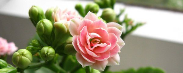 适合盆栽的长寿花有哪些