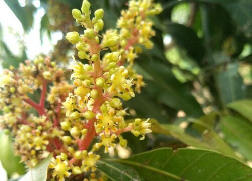 芒果什么季节开花结果