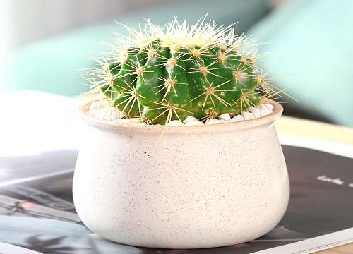 仙人球花谢后怎样处理才不会腐烂