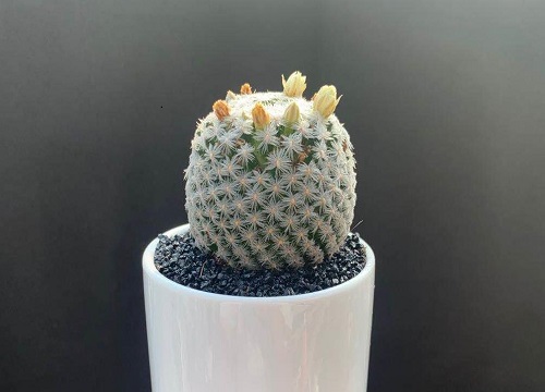 仙人球花谢后怎样处理才不会腐烂