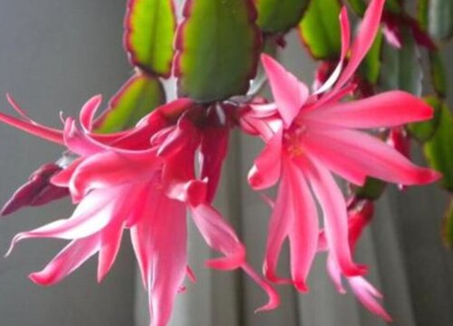 春节的时候适合懒人养的花