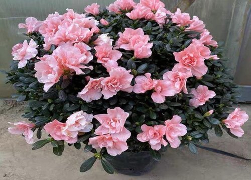 春节的时候适合懒人养的花