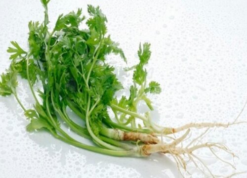 香菜的储存方法