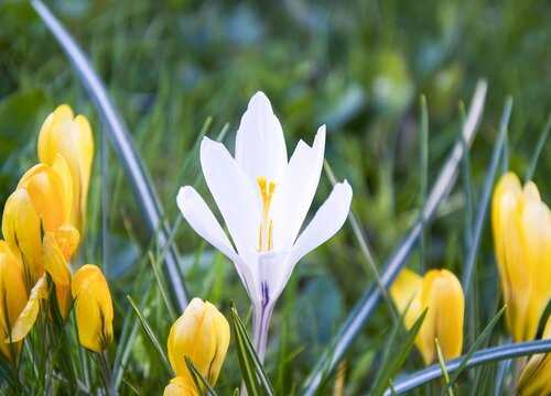 藏红花什么时候采摘
