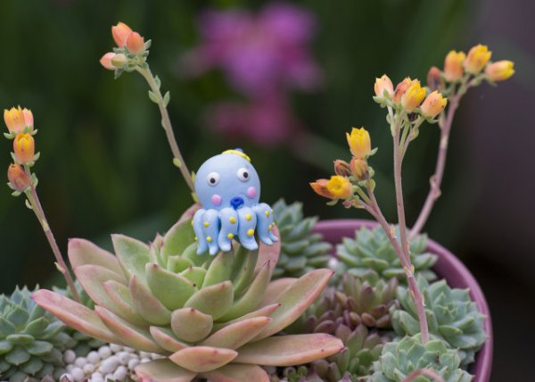 多肉植物什么时候进入休眠期和生长期