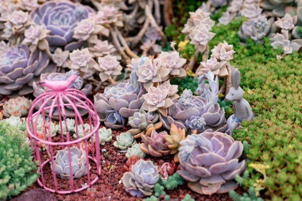 多肉植物什么时候进入休眠期和生长期