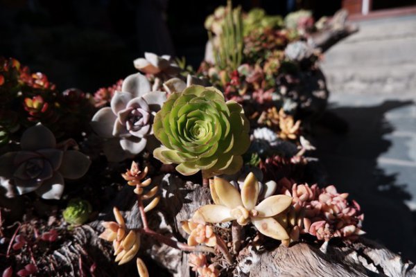 多肉植物什么时候进入休眠期和生长期