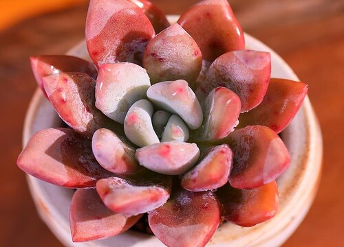 为什么花卉市场买回来多肉养不活