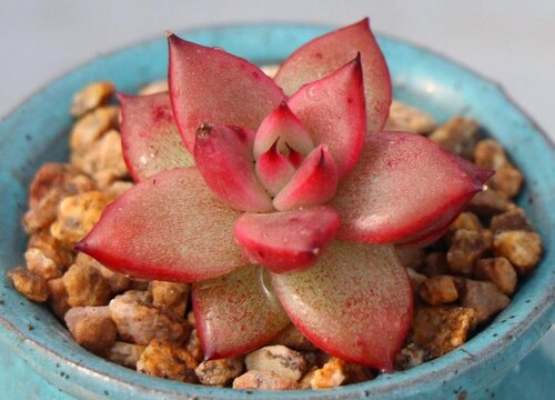 为什么花卉市场买回来多肉养不活