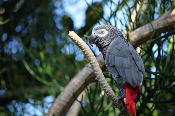 世界上最聪明的动物