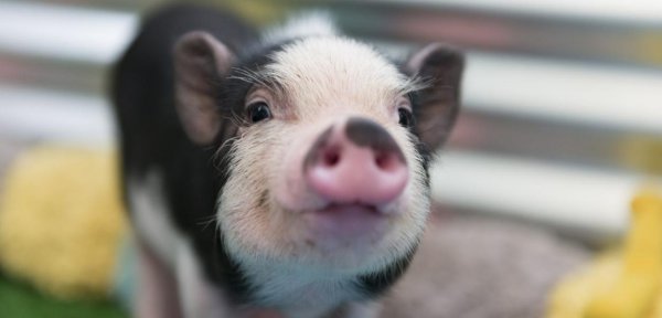 世界上最聪明的动物