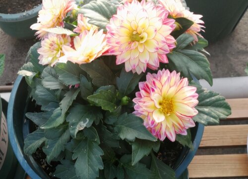 小丽花是一年生还是多年生