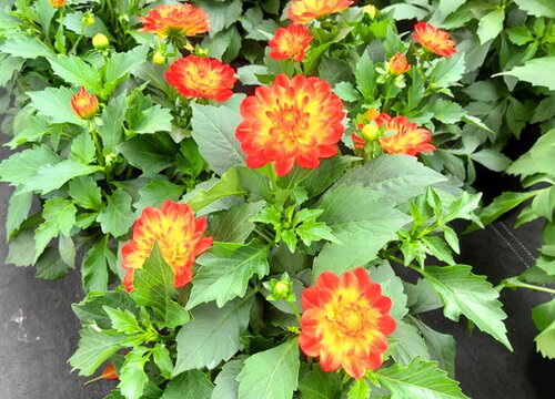 小丽花是一年生还是多年生