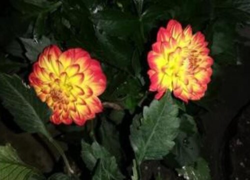 小丽花是一年生还是多年生