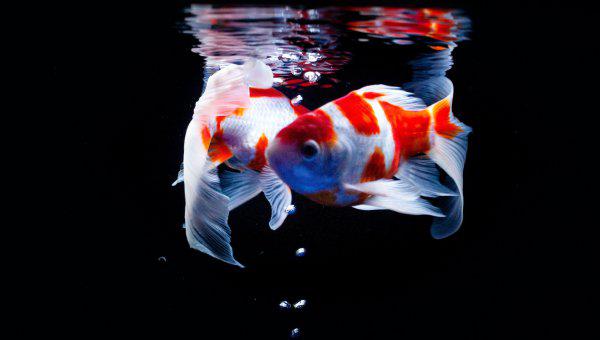 鱼缸水面有小泡沫的原因