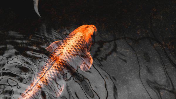 鱼缸水面有小泡沫的原因