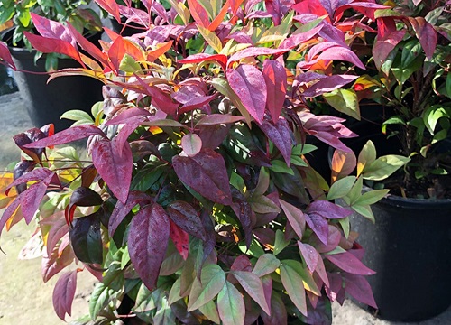 南天竹对风水好吗