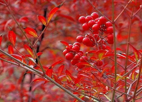 南天竹对风水好吗