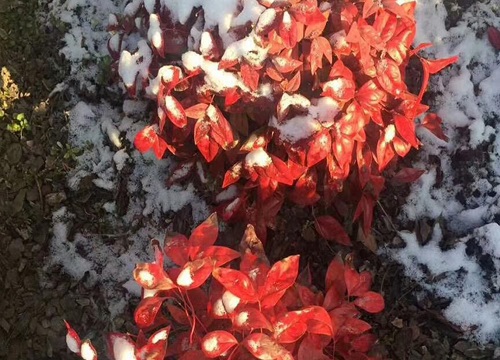 南天竹对风水好吗