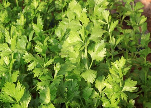 芹菜如何管理才能高产