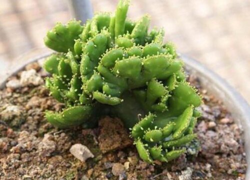 膨珊瑚多长时间浇一次水