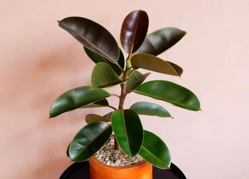 橡皮树摆放风水位置与禁忌说法