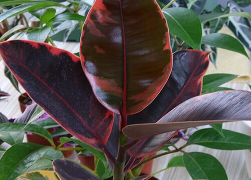 橡皮树摆放风水位置与禁忌说法