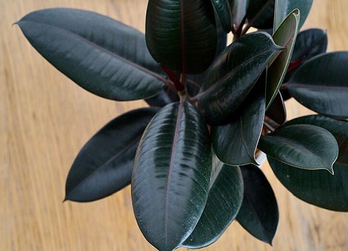 橡皮树摆放风水位置与禁忌说法