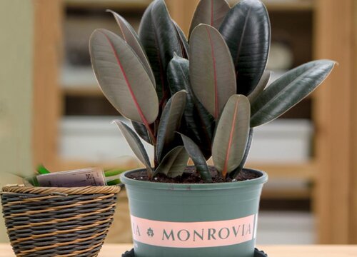 橡皮树摆放风水位置与禁忌说法