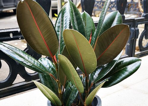 橡皮树摆放风水位置与禁忌说法