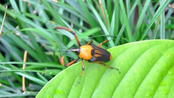 福建十大恐怖小吃排名