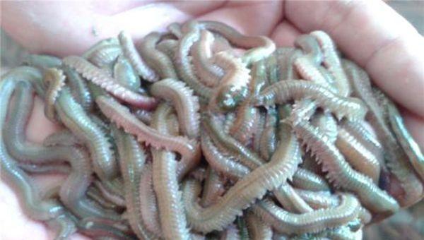 福建十大恐怖小吃排名