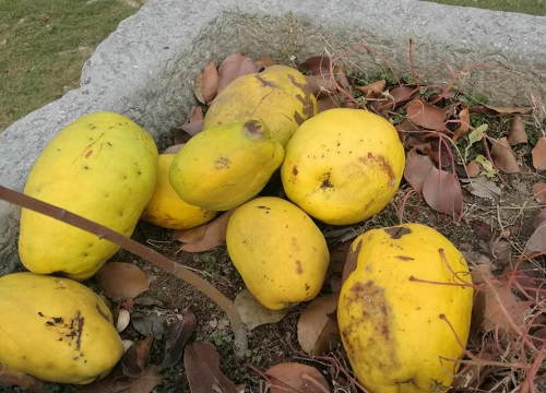 有一种很香但不能吃的木瓜