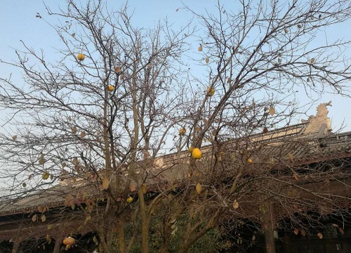 有一种很香但不能吃的木瓜