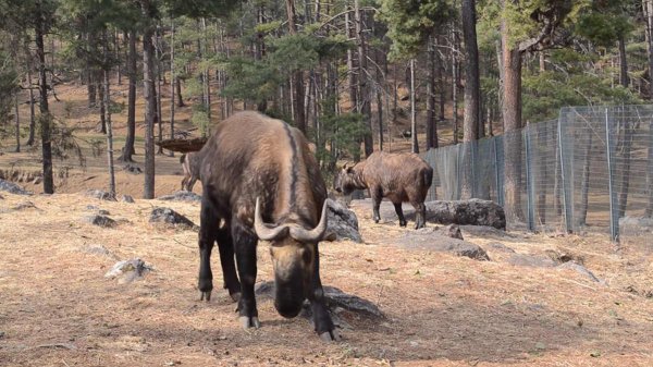 六不像到底是什么